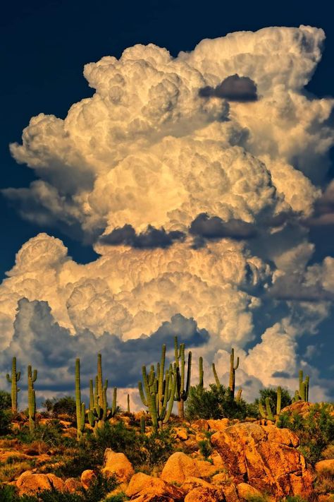 Monsoon Clouds, Waiting For Rain, Country Wallpaper, Desert Aesthetic, Wallpaper Aesthetics, Western Artwork, Desert Painting, Pretty Landscapes, Saguaro Cactus