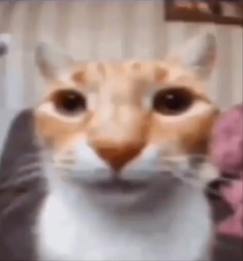 very mow Cats Pictures, Silly Cats Pictures, Silly Animals, Reaction Images, Reaction Memes, Silly Cats, Reaction Pics, Cat Pics, Reaction Pictures