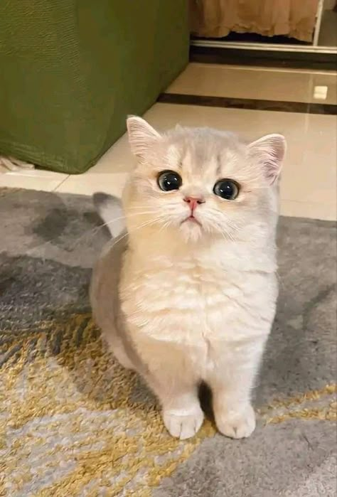 Gato Munchkin, Munchkin Cat, Image Chat, Cute Little Kittens, Cute Cats Photos, Cat Aesthetic, Funny Cute Cats, Cute Cats And Dogs