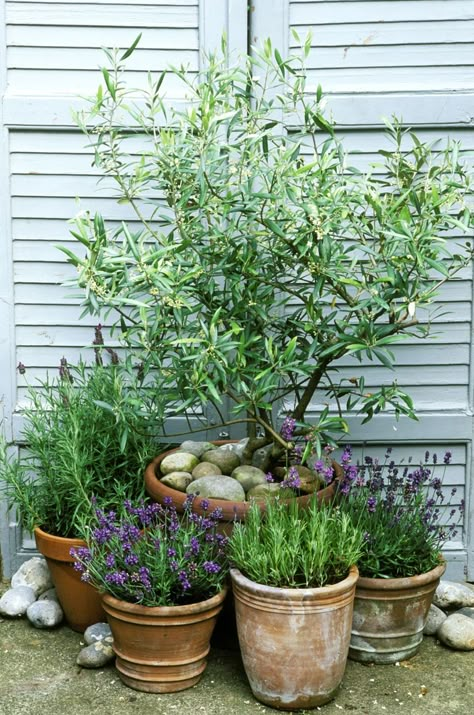 Planters On Fence Ideas, Outdoor Pots And Planters Inspiration, Mediterranean Herb Garden, Herbs In Pots Outdoors, Garden Pots Ideas Outdoor Planters, Greek Inspired Garden, Potted Herb Garden, Patios Ideas, Patio Container Gardening