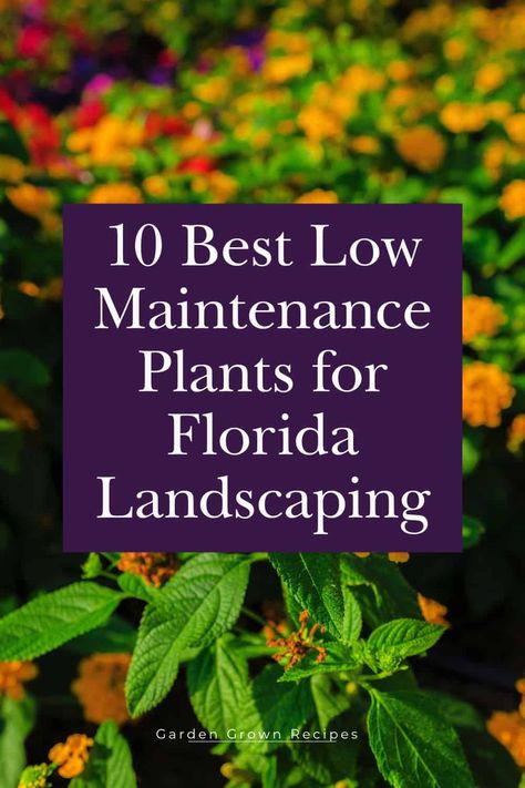 This list of low-maintenance plants for Florida gardens will help you make the most of your garden space. Gardening in itself is a lot of hard work, and when you add in the unpredictable weather of Florida you have a whole new ballgame. Landscaping In Florida Front Yards, Landscape Ideas Florida Front Yard, Front Garden Ideas Florida, Low Maintenance Tropical Landscaping, Landscape Ideas For Florida, Florida Garden Ideas Backyards, Florida Outdoor Plants, Florida Curb Appeal Front Yards, Tropical Plant Garden