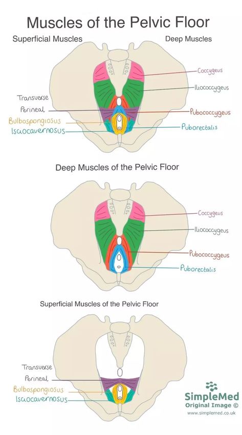 Muscles of the Pelvic Floor SimpleMed Pelvic Muscles Anatomy, Pelvic Floor Diagram, Pelvic Floor Muscles Anatomy, Pelvic Floor Therapy For Women, Hypertonic Pelvic Floor, Pelvic Physiotherapy, Pelvic Floor Anatomy, Misaligned Pelvis, Learning Medicine