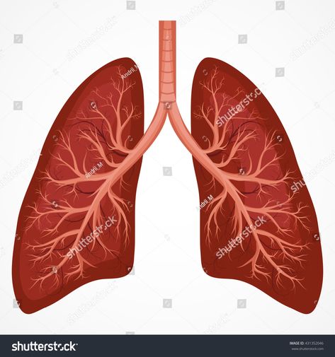 Human Body Organ System, Lungs Drawing, Human Respiratory System, Lung Anatomy, Human Body Organs, Human Lungs, Human Organ, Lungs Health, Easy Science Experiments