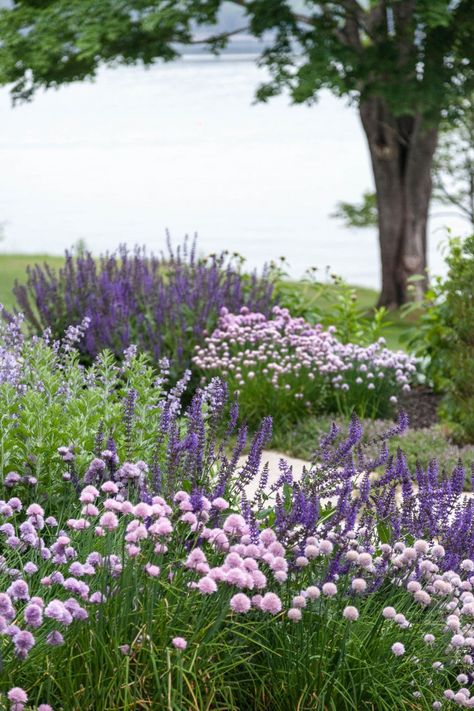 Purple Perennials, Palette Garden, Violet Garden, Coastal Gardens, Purple Garden, Landscape Design Plans, The Secret Garden, Landscape Plans, Garden Borders