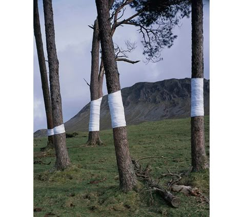 WOW. Zander Olsen's "Tree, Line" installation is blowing my mind. This is just too cool. Earth Art, Teacher Outfit, Tree Line, Sculpture Installation, Art Installation, Land Art, Environmental Art, Public Art, Art Plastique