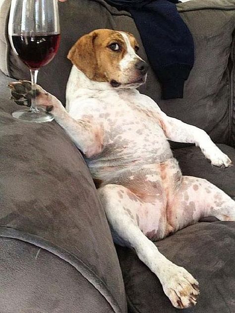 Pocket Beagle, Funny Baby Pictures, Dog Wine, Emotional Support Dog, Funny Pictures With Captions, Picture Captions, Animals Images, Funny Animal Pictures, Dog Memes