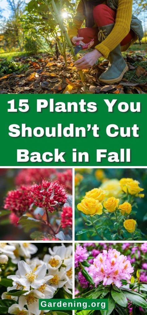 15 Perennials You Shouldn’t Cut Back in Fall Flower To Plant In Fall, When To Prune Roses In The Fall, Dividing Perennials In Fall, What Flowers Bloom In Fall, Perinneals To Plant In Fall, Pruning Plants, Fall Perennials, Pathway Landscaping, Vegetable Garden Diy