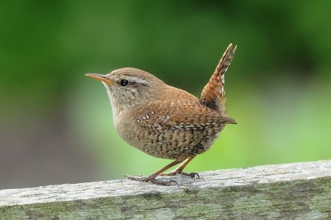 Winter Wren (Troglodytes troglodytes) Winter Wren, Carolina Wren, Land Of The Living, British Birds, Birds And The Bees, British Wildlife, Garden Birds, Bird Boxes, Bird Garden