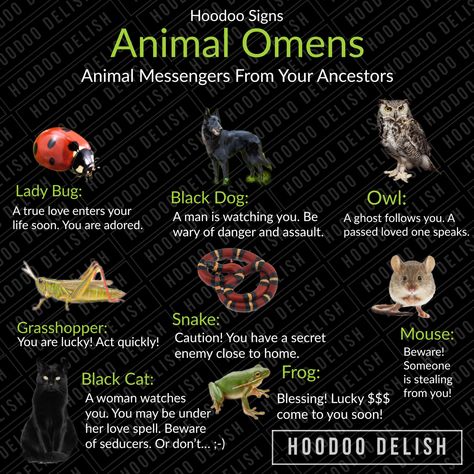 Your ancestors and spirits will reach out to you through the creatures around you. Here are some of the messages you might be receiving! Animal Omens, Hoodoo Delish, Hoodoo Magic, Spirit Animal Meaning, Animal Meanings, Hoodoo Spells, Spirit Signs, Voodoo Hoodoo, Spiritual Animal