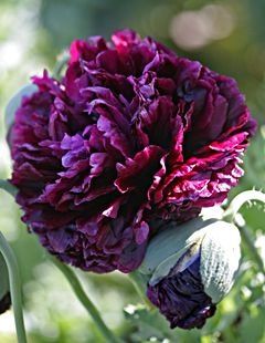 Peonia Lilith Black Peony, Have Inspiration, Black Flowers, Favorite Flowers, Flower Beauty, Purple Flower, Beautiful Blooms, Flower Seeds, Garden Flowers