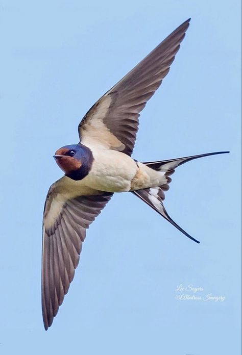 Swallow Flying Photography, Swallows In Flight, Flying Bird Photo, Flying Birds Photography, Birds In Flight Photographs, Swallow Bird Photography, Bird Photography Flying, Small Bird Flying, Swallow Photo