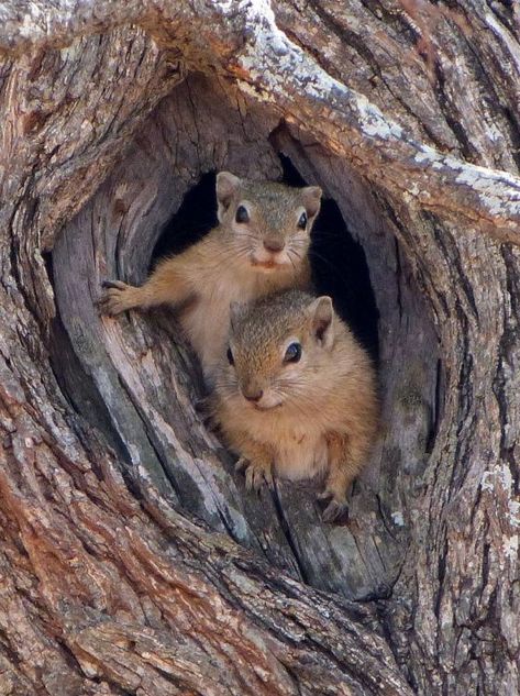 Squirrel Pictures, Squirrel Funny, Cute Squirrel, Baby Squirrel, Noah's Ark, Small Animals, Arte Animal, Cute Animal Pictures, Sweet Animals