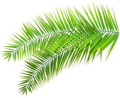 Plants Background, Palm Leaf Plant, Editing Pack, Trees Silhouette, Leaves Decoration, Palm Frond Art, Leaf Png, Png Pictures, Palm Trees Wallpaper