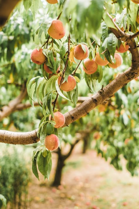 Peach Picking | Connecticut Charm | #peaches #peachpicking #pickyourown #pickyourownfarm #lymanorchards #Connecticut #Connecticuttravel #lifestyleblogger #travelblogger #NewEnglandblogger #NewEngland #LiveLovely #LiveLovelyBlog #ConnecticutCharm #simpleliving #Connecticutblogger #yankeemagazine #nutmegstate #farm #farmtotable #sustainableliving #hygge #summer #summertime #sunhat #orchard #peachorchard #peachpicking Peach Garden, Orchard Photography, Fruit Orchard Aesthetic, Peach Tree, Peach Photography, Peaches Photography, Peach Picking, Peach Farm, Peaches