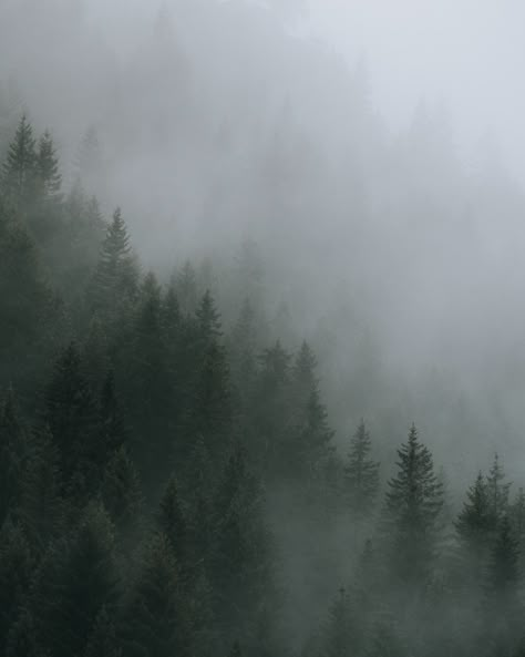 Rainy Pine Forest Aesthetic, Grey Green Asthetics, Loki Astethic, Trees Astethic, Grey Asthetics Photos, Pine Green Aesthetic, Pine Trees Aesthetic, Tree Astethic, Green Asthetics Photos