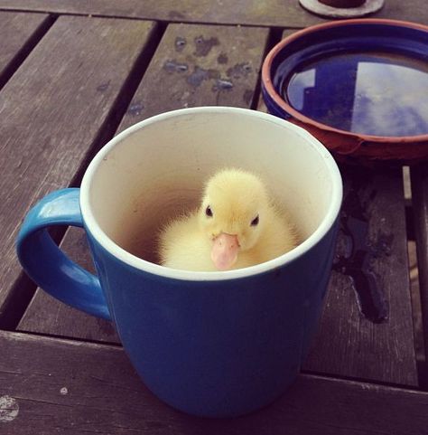 NOW IN A MUG. IN. A. MUG. | Don’t Be Sad, Look At These BabyDucks Pet Duck, Duck And Ducklings, Pet Ducks, Cute Ducklings, Baby Ducks, Baby Animals Funny, Cute Animal Pictures, Cute Birds, Sweet Animals