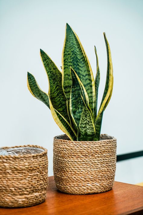 Plants Scandinavian Interior, Woven Plant Basket, Wall Plants Indoor Living Rooms, Scandi Plants, Basket Planters Indoor, Jute Planters, Plant Basket Indoor, Scandinavian Plants, Large Houseplants