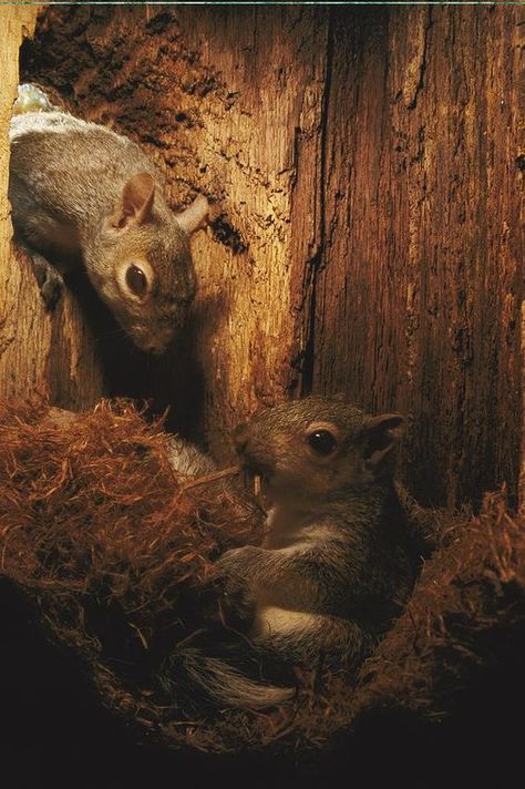 Chris John, Eastern Gray Squirrel, Gray Squirrel, Squirrel Girl, Woodland Friends, Cute Squirrel, The Rockies, Forest Creatures, Little Critter