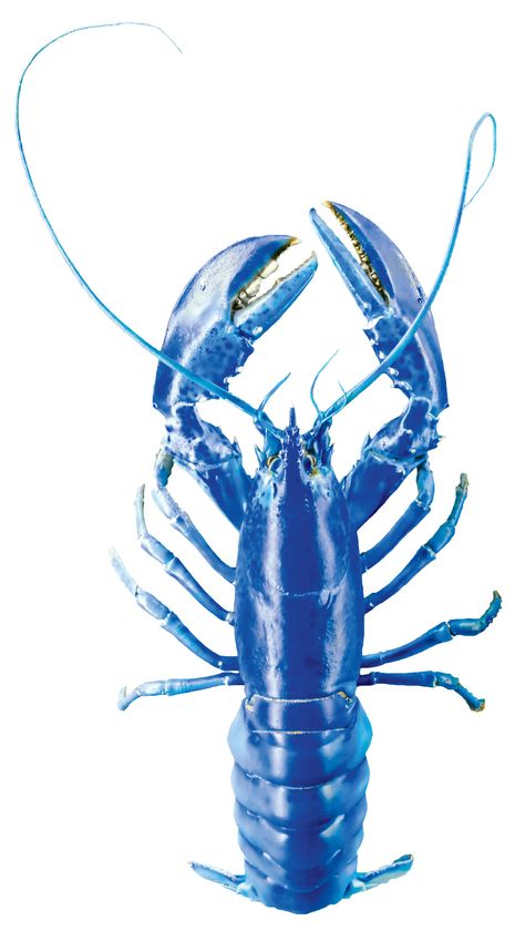 Lobster Trivia | 12 Fascinating Lobster Facts Blue Lobster, The Lobster, Paintings I Love, Interesting Information, True Facts, Artist Painting, Interesting Facts, Trivia, Facts About