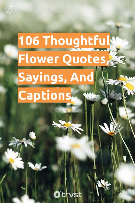 Beauty Of Flowers Quotes, Growing Flowers Quotes, Just Because Flowers Quotes, Flower Appreciation Quotes, Flower Growth Quotes, Flower Bouquets Quotes, Love Plants Quotes, Friend Flower Quotes, Flower Inspiration Quotes