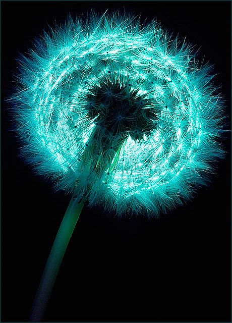 Turquoise Aesthetic, Foto Macro, Dandelion Wishes, A Dandelion, Dandelion Wish, Shades Of Turquoise, The Wizard Of Oz, Aqua Turquoise, Teal Turquoise