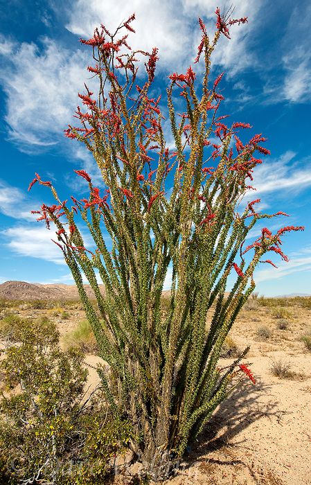 ocotillo plants fouqueria splendens are tall wispy plants that look like dead branches most of the year but produce green leaves and brilliant red blooms during the spring | Dave Welling Nature Photography Ocotillo Plant, Puget Sound Washington, Anza Borrego, California Plants, Alien Plants, Organic Aesthetic, Dry Garden, National Park California, Desert Garden