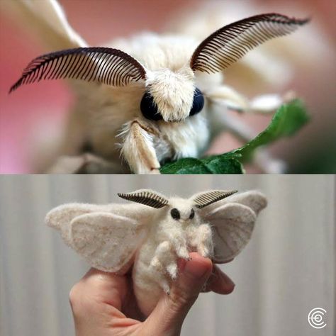 The poodle moth, discovered in Venezuela in 2009 by Dr. Arthur Anker, is a fascinating and peculiar-looking moth that has captured widespread curiosity due to its unique appearance. Resembling a combination of a poodle and a moth, it is characterized by its dense, white, fur-like setae covering its body and wings, giving it a plush, fuzzy appearance. Its large, dark eyes and feathery antennae add to its distinct look. Despite its striking appearance, much about the poodle moth, including its... Venezuela Poodle Moth, Spongy Moth, Moth Antenna, Fuzzy Moth, Moth Cute, Venezuelan Poodle Moth, Pretty Moths, Poodle Moth, Mythology Design