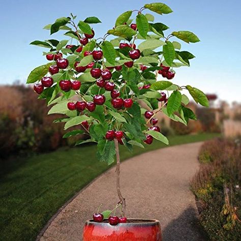 10 Seeds Dwarf Cherry Tree Self-Fertile Fruit Tree indoor/outdoor Cherry Bonsai, Cherry Seeds, Growing Fruit Trees, Garden Plant Pots, Fruit Seeds, Tree Seeds, Growing Fruit, Fruit Tree, Fruit Plants