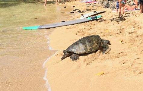 Hawaiian Sea Turtle Reproduction: Fascinating Facts About Honu🐢 Turtle Snorkeling, Oahu Hikes, Hawaiian Sea Turtle, Habitat Destruction, Marine Ecosystem, Green Sea Turtle, Hawaiian Culture, Charter Boat, Incredible Creatures