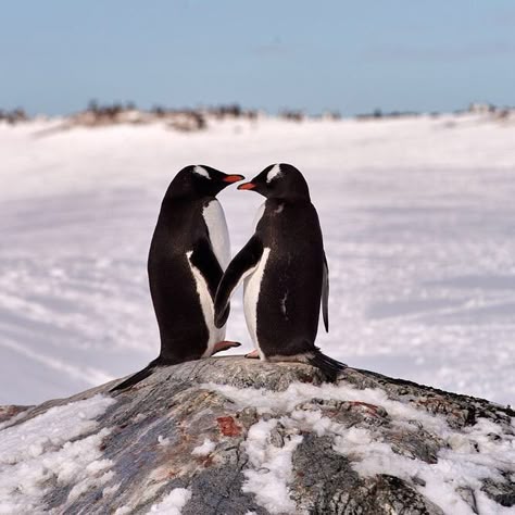 Oceana on Instagram: “Love is in the air for these penguins. 💙 Gentoo penguins are known to mate for life, and even “propose” to their significant other with a…” Drake Passage, Penguin Species, Gentoo Penguin, Penguins And Polar Bears, Penguin Love, Animal Photos, Cute Penguins, Wildlife Art, Wildlife Photography