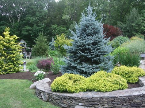 Blue Spruce Landscaping, Spruce Landscaping, Lawn Renovation, Blue Spruce Tree, Colorado Blue Spruce, Front Flower Beds, Courtyard Landscaping, Property Maintenance, Solar Landscape