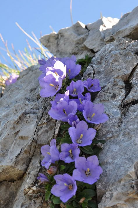 Campanula Flowers, Alpine Flowers, Bell Flowers, Rock Garden Plants, Rock Flowers, Alpine Plants, Blue And Purple Flowers, Garden Help, Flower Therapy