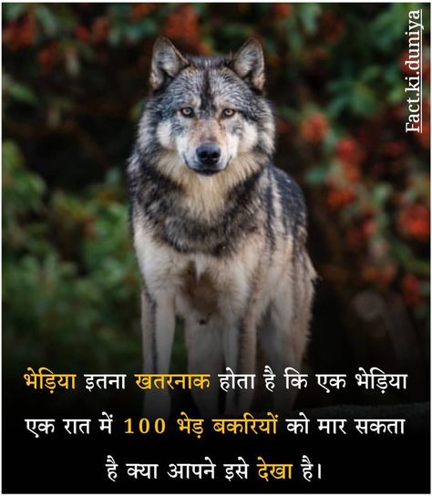 Fact in Hindi Short Facts In Hindi, Animal Facts In Hindi, Wolf Facts, Fact In Hindi, Video Challenge, Facts For Students, Self Study, Interesting Facts In Hindi, Jay Shree Ram