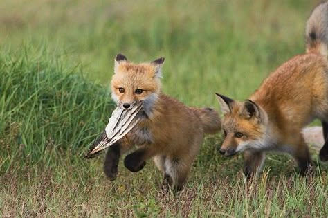 Fox And Cat, Two Foxes, Fox Kit, Fox Pictures, Pet Fox, Super Cute Animals, Pretty Animals, Wild Dogs, Silly Animals