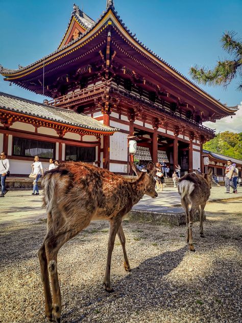 Nara Park in Japan - where the deer run free!! Nara Deer Park, Nara Park Japan, Nara Deer, Odawara Japan, Deer Island Japan, Japan Fox Village, Japan Deer Park, Nara Park, Japan Temple