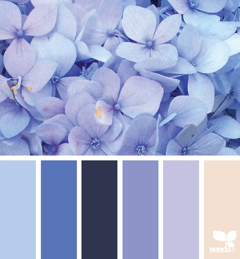 Color Concept, Hydrangea Colors, Color Schemes Colour Palettes, Color Palate, Design Seeds, Color Palette Design, Color Balance, Blue Hydrangea, Colour Schemes