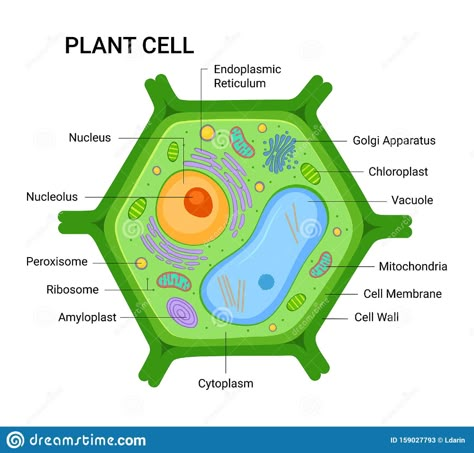 Typical Plant Cell, Plant Cell Drawing, Plant Cell Parts, Plant Cell Labeled, Animal Cell Drawing, Cell Anatomy, Anatomy Structure, Golgi Apparatus, Plant Cell Project