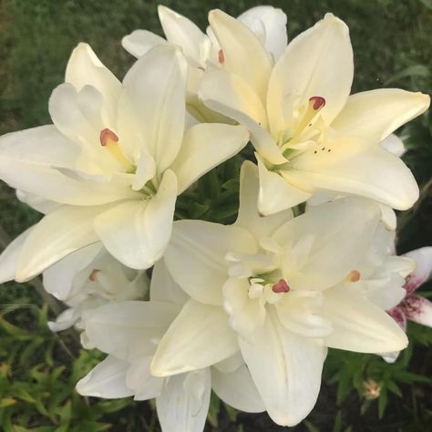 Annemarie's Dream Double Asiatic Lily - Upward facing, creamy white double petals. Asiatic Lily, Live Earth, Asiatic Lilies, Botanical Beauty, Design Patterns, Creamy White, Hedges, Wedding Flowers, Lily