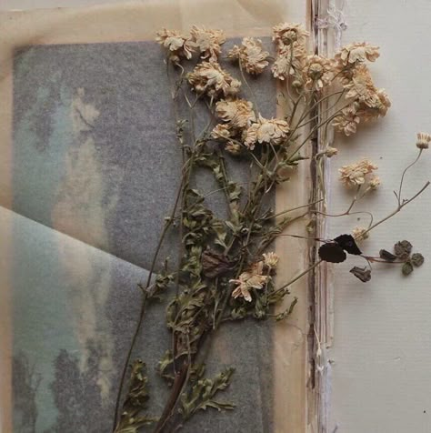 Tumblr Art, Brown Aesthetic, Playlist Covers, Light Academia, Old Book, Dark Academia, My Aesthetic, Dried Flowers, Taylor Swift