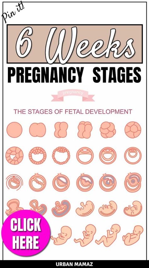 6 Weeks Pregnant - Urban Mamaz Blog Follow your fetal development with this week by week pregnancy guide!  #pregnancytips #babydevelopment #pregnancy 21 Weeks Pregnant Belly, Mother Bedroom, Stages Of Fetal Development, 3 Weeks Pregnant, Body Changes During Pregnancy, Pregnancy Routine, 6 Weeks Pregnant, Symptoms Of Pregnancy, 5 Weeks Pregnant