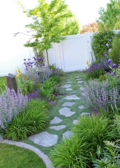 Salvia Front Yard, Lavender Plant Front Yard, Walkers Low Catmint Garden Design, Catmint Landscaping Ideas, Walkers Low Catmint, Salvia Garden Design, Catmint Landscaping, Salvia Plant Landscaping, Salvia Landscaping