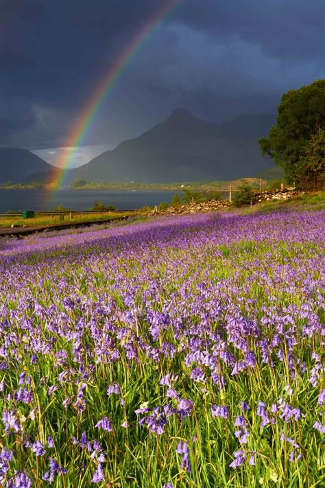 Wool Dyeing, Scottish Landscapes, Best Of Scotland, Scottish Landscape, Spring Landscape, Spring Photos, West Highlands, Jolie Photo, Inspirational Pictures