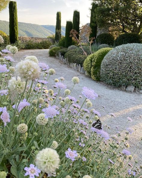 Front Exterior Landscaping, Botanic Gardens, Landscaping With Iris, Wild Mediterranean Garden, Provence Pool Garden, Peonies And Iris Garden, Moderne Have, Provence Garden, Perovskia Atriplicifolia 'blue Spire'