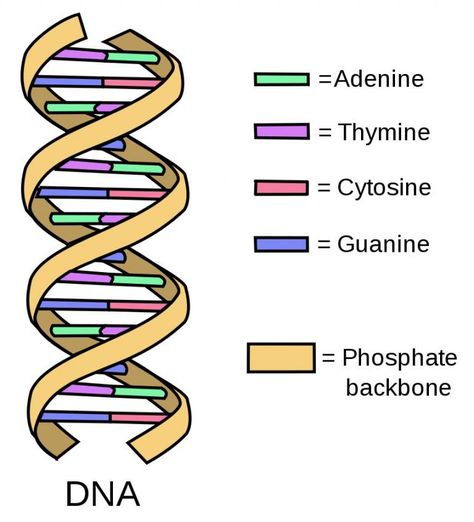 DNA Replication: Steps, Process, Diagram and Simple Explanation Dna Diagram, Dna Model Project, Dna And Genes, Dna Drawing, Dna Project, Dna Replication, Studying Medicine, Medicine Notes, Dna Molecule