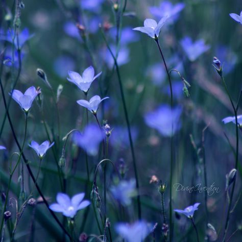 Nice :0) Flowers Photography Beautiful, Indigo Flower, Trendy Flowers, Flower Photography, Periwinkle Blue, Growing Flowers, My Favorite Color, Flower Field, The Blues