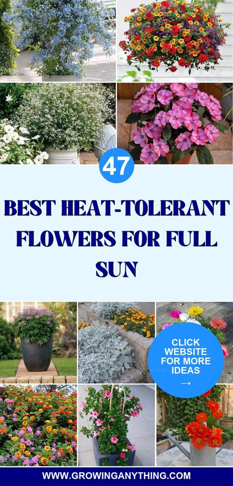 Sun Loving Flowers Pots, Big Flower Pots Outdoors Full Sun, Sun Pots Plants, Full Sun Plants And Flowers, Flowers That Like Full Sun, Flowers Around Mailbox Ideas Full Sun, Full Sun Container Garden, Plants For Hot Sunny Areas, Sun Loving Plants For Containers