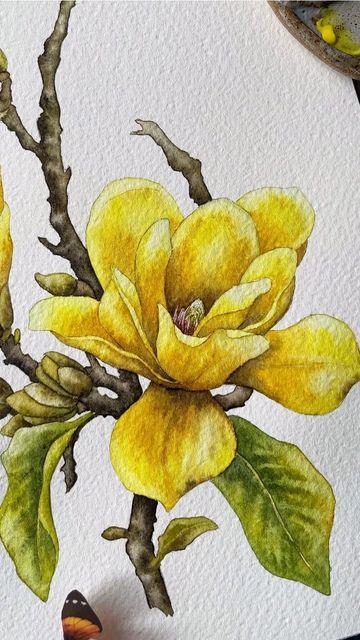 Realistic Flower Watercolor, Floral Illustrations Botanical, Water Paint Flowers, Yellow Flower Painting, Magnolia Watercolor, Yellow Magnolia, Bird Watercolor Art, Botanical Sketchbook, Flowers Watercolour