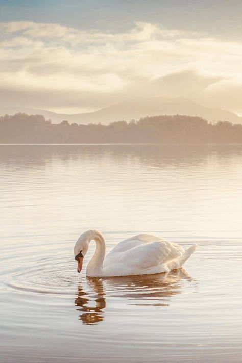 Swan Aesthetic, Swan Pictures, Swan Wallpaper, Mute Swan, Swan Song, White Swan, Arte Inspo, Swan Lake, New Wall