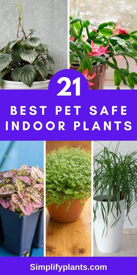 "Pet-friendly houseplants, non-toxic indoor plants, pet-safe gardening, 
indoor plant care tips, safe plants for pets, pet-friendly home decor, 
pet-friendly plant ideas, indoor plant toxicity, pet-friendly plant care, 
safe indoor plants for pets, pet-friendly plant guide, indoor plant safety, 
pet-friendly plant options, pet-friendly plant recommendations, pet-safe 
plant care, indoor plant pet hazards, pet-friendly plant list, pet-safe 
plant suggestions Non Toxic Indoor Plants, Pet Safe Indoor Plants, Farmhouse Free Printables, Indoor Plants Pet Friendly, Cat Safe House Plants, Plants Care Tips, Pet Friendly House Plants, Pet Friendly Plants, Dog Safe Plants