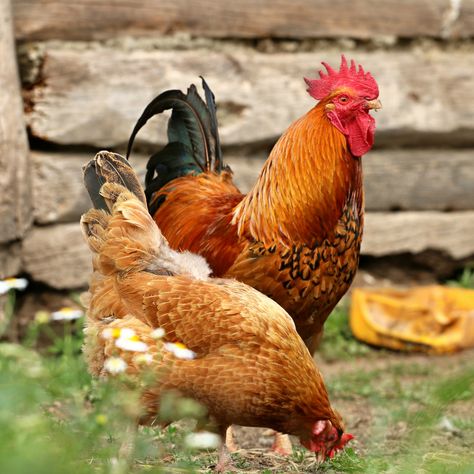 How To Free-Range Chickens (4 Methods) Chicken Coop Tips, Raising Turkeys, Portable Chicken Coop, Chicken Pictures, Chicken Treats, Beautiful Chickens, Raising Backyard Chickens, Free Range Chickens, Keeping Chickens